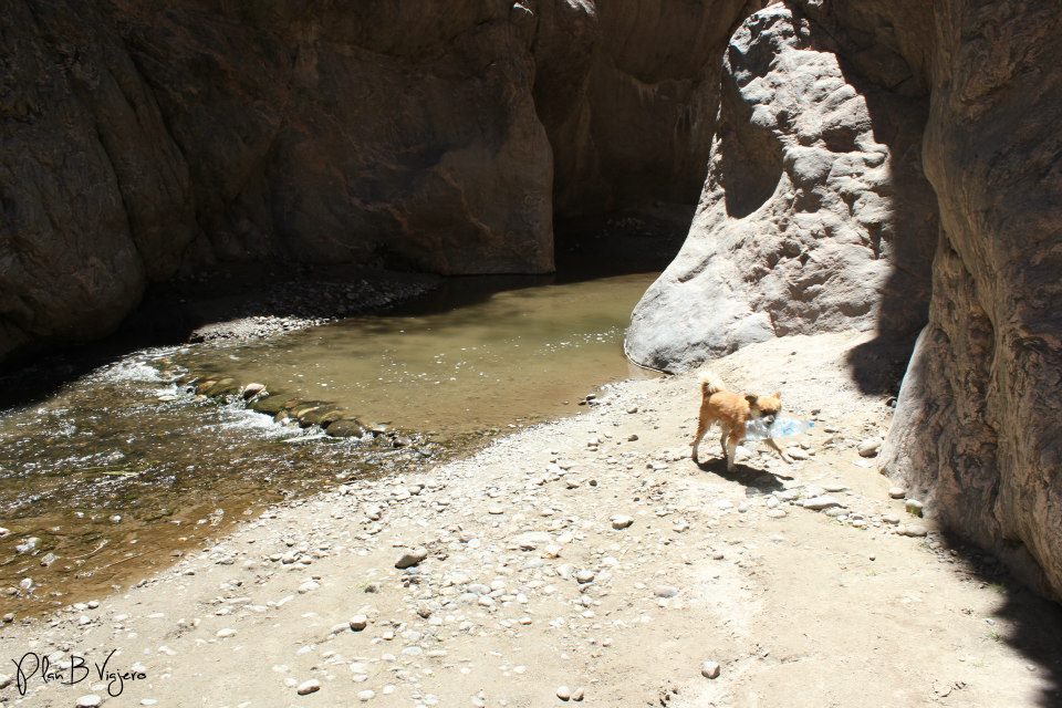 Rita, uno de los perros que nos acompañó ida y vuelta a la cascada