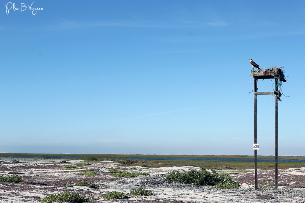 Plan B Viajero Guerrero Negro