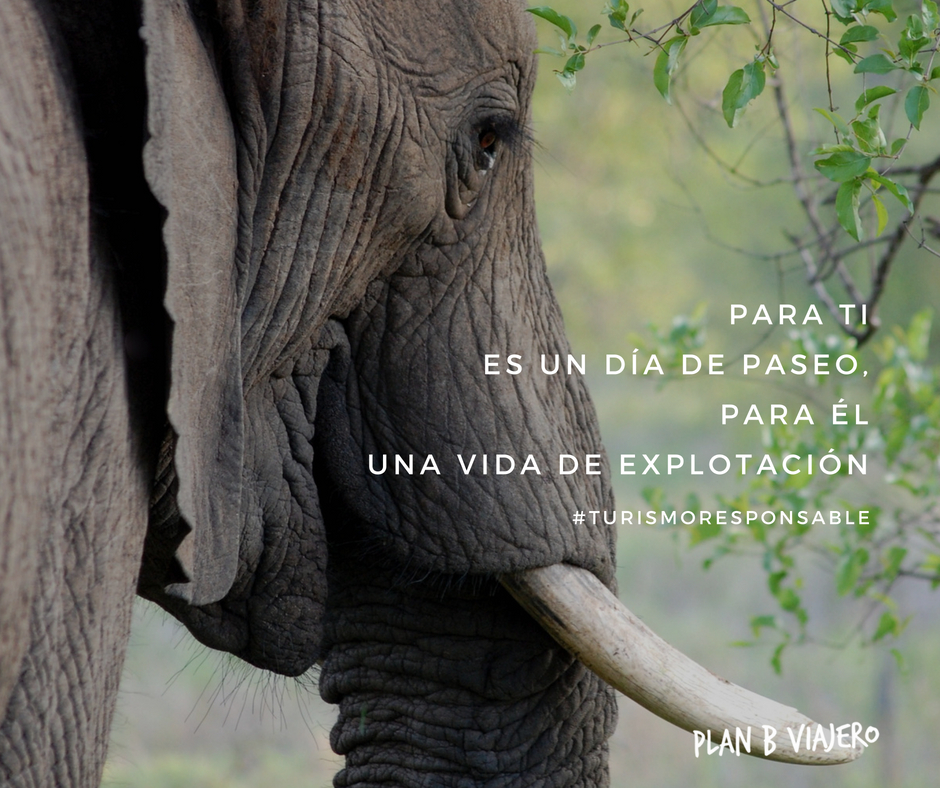 plan b viajero, turismo responsable con animales, turismo sustentable, paseos en elefante