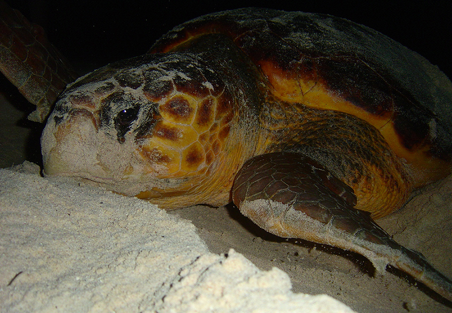 plan b viajero, voluntariado con tortugas marinas en la riviera maya, tortuga caguama