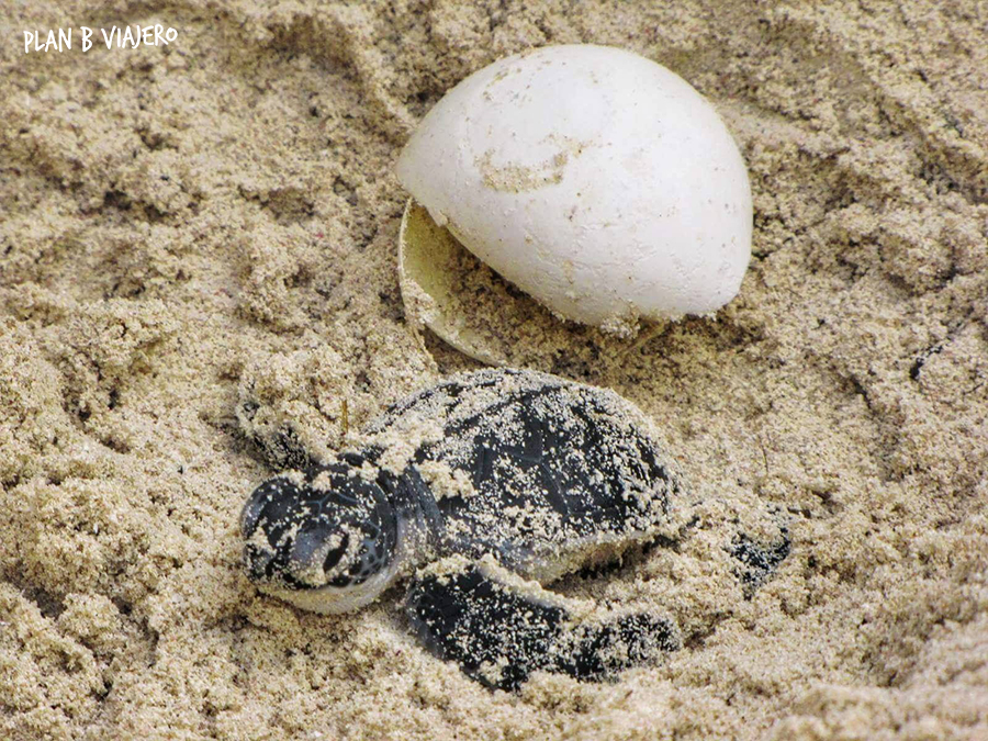 plan b viajero, voluntariado con tortugas marinas en la riviera maya, tortugas marinas recien nacida