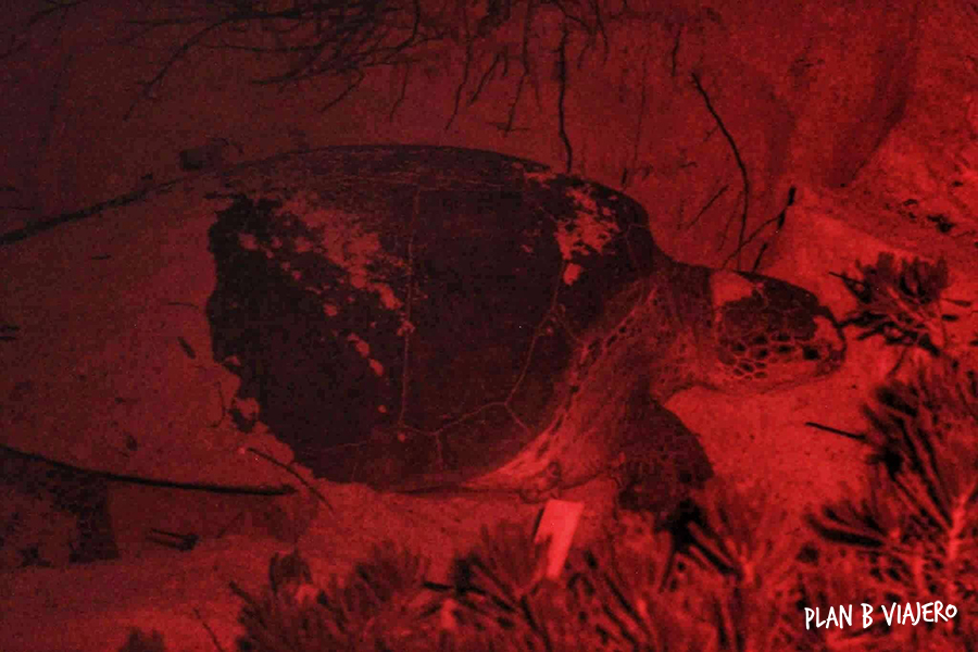 plan b viajero, voluntariado con tortugas marinas en la riviera maya, tortuga caguama