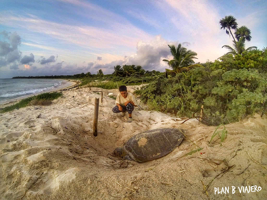 plan b viajero, turismo responsable con animales, voluntariado con tortugas marinas, quintana roo