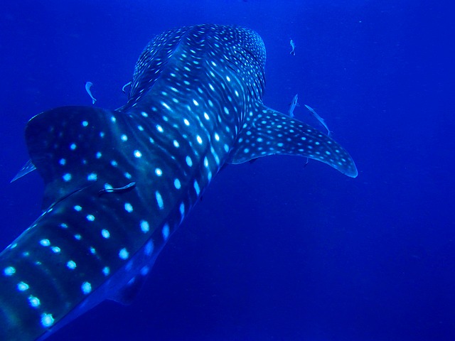 plan b viajero, turismo responsable, como ser un viajero responsable, turismo sostenible, nadar con el tiburon ballena de manera responsable